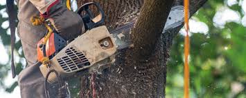 Best Tree and Shrub Care  in Hamilton, MT