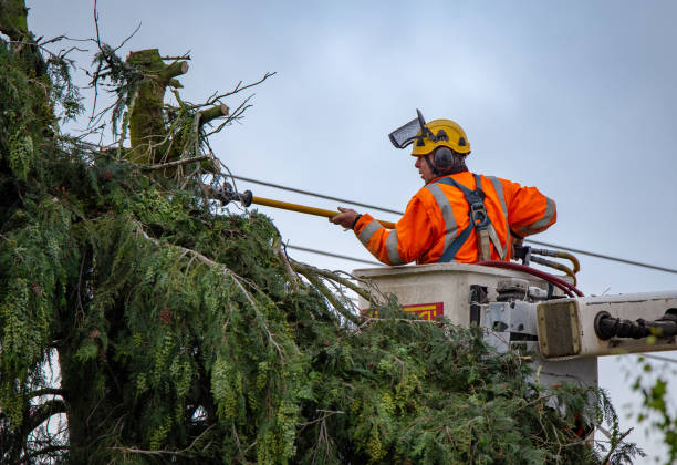 Professional Tree Removal Services in Hamilton, MT