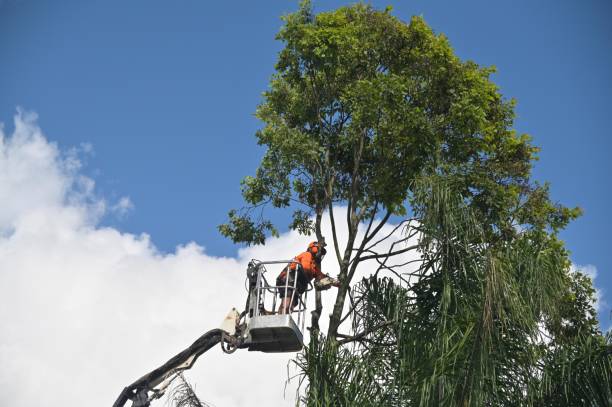 Best Fruit Tree Pruning  in Hamilton, MT