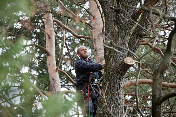 Best Emergency Tree Removal  in Hamilton, MT