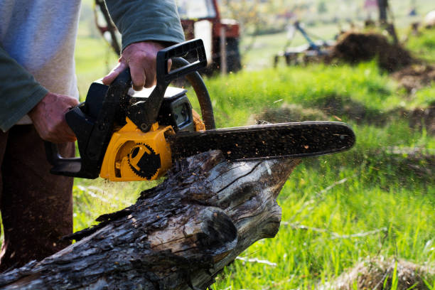 Best Storm Damage Tree Cleanup  in Hamilton, MT